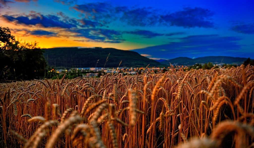 Пшеничное поле