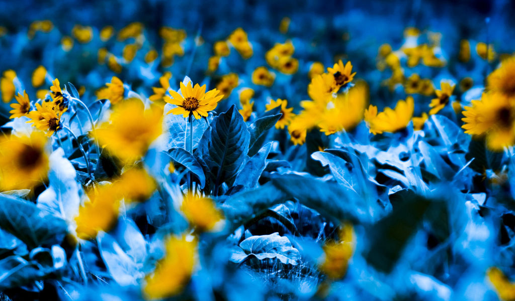 Среди синих листьев