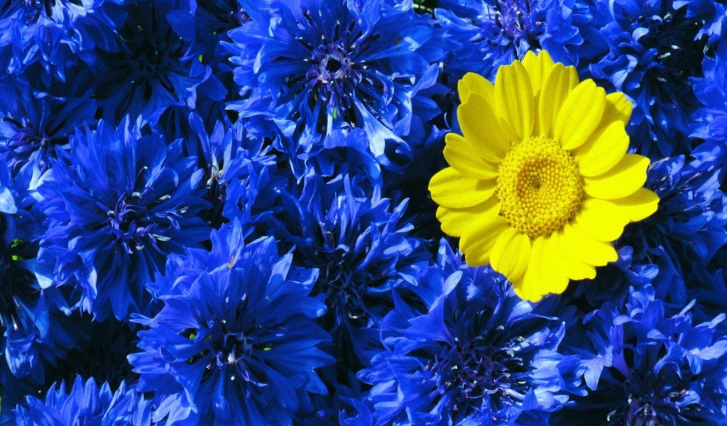 Среди васильков