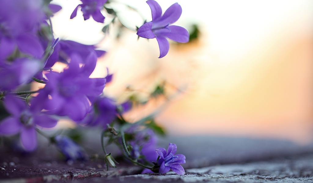 красивые Колокольчики