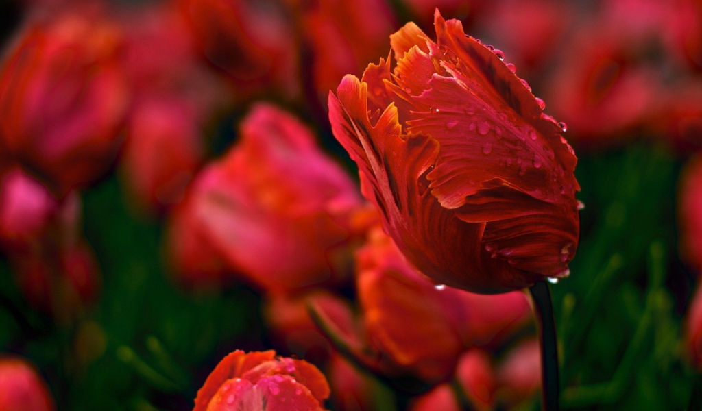 Красивые тюльпаны