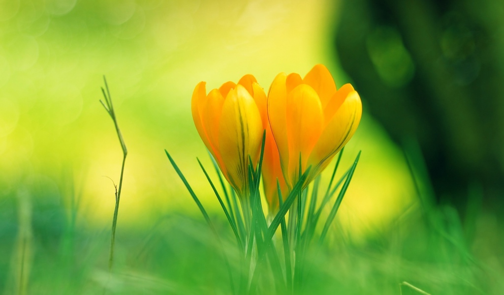 Красивые желтые цветы