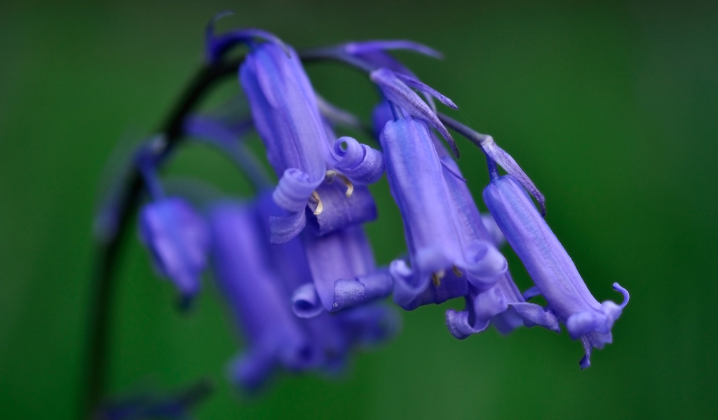 Колокольчики