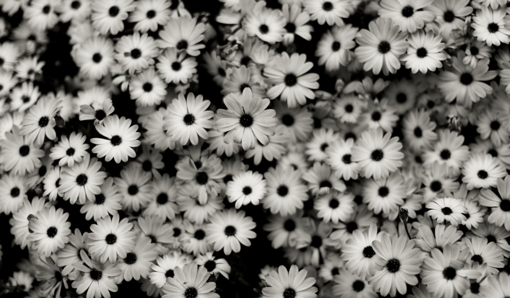 Черно-белые цветы