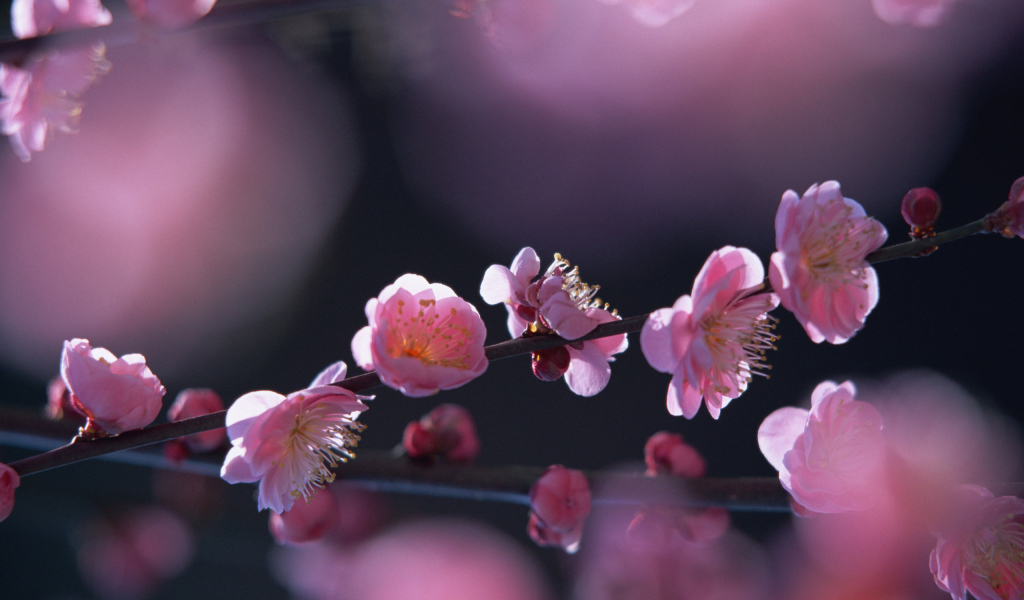 Цветущая яблоня