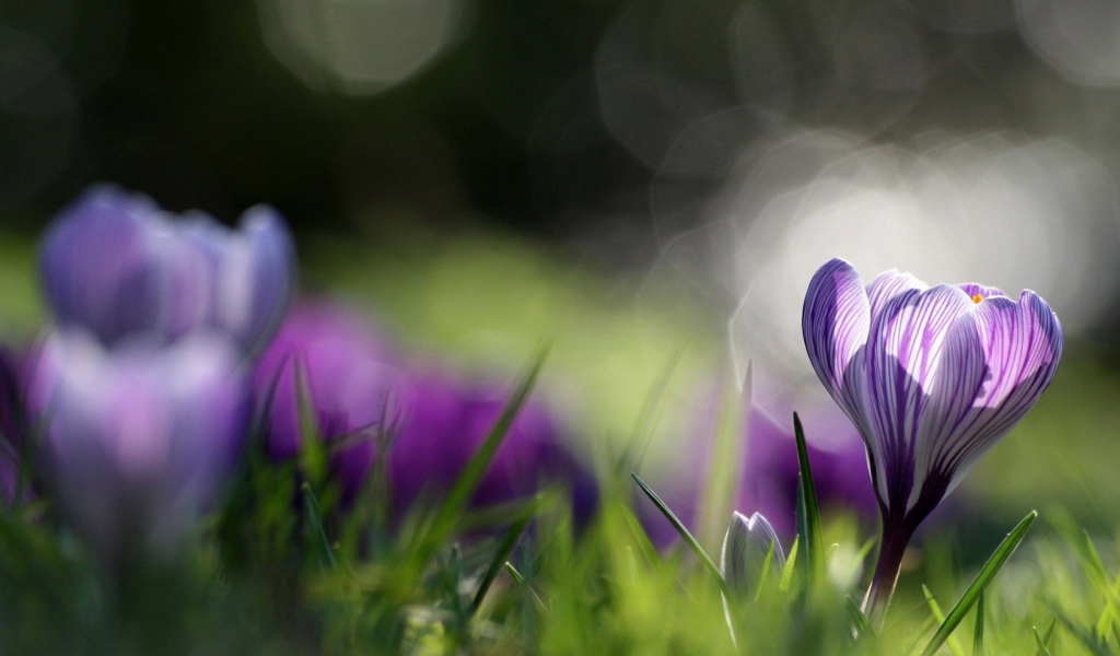 Распустившийся крокус