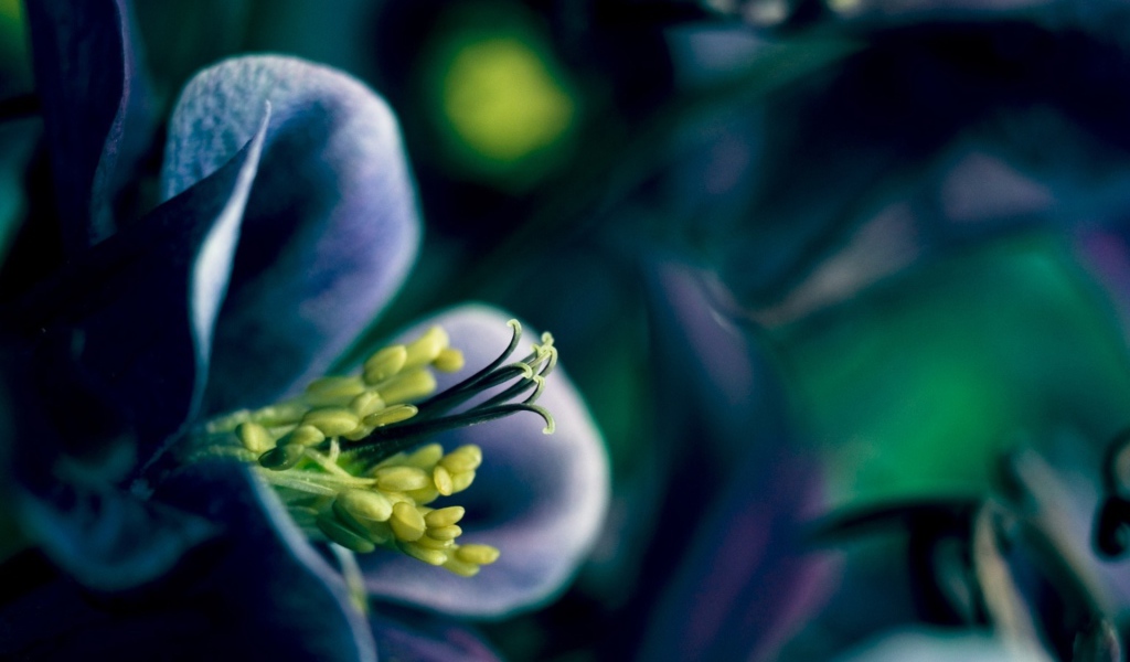 Синий цветок