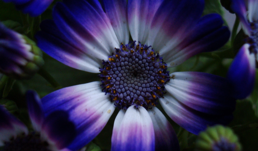 Синий цветок