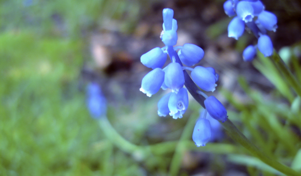 Голубые цветочки