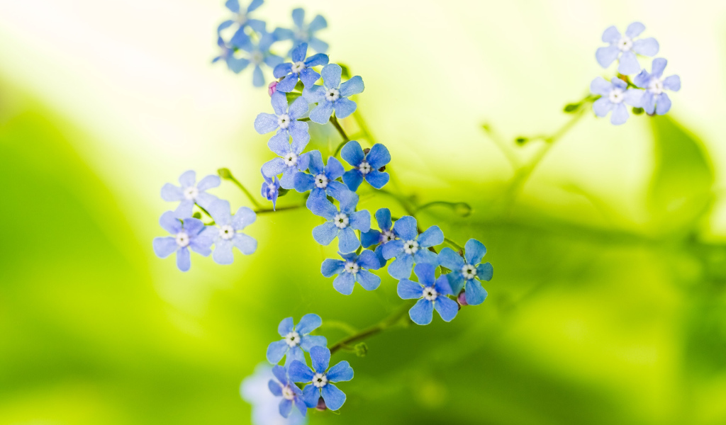 Голубые цветочки