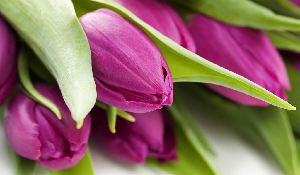 Букет тюльпанов