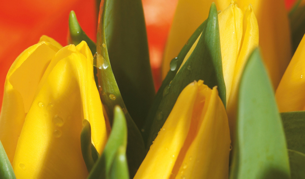 Букет желтых тюльпанов