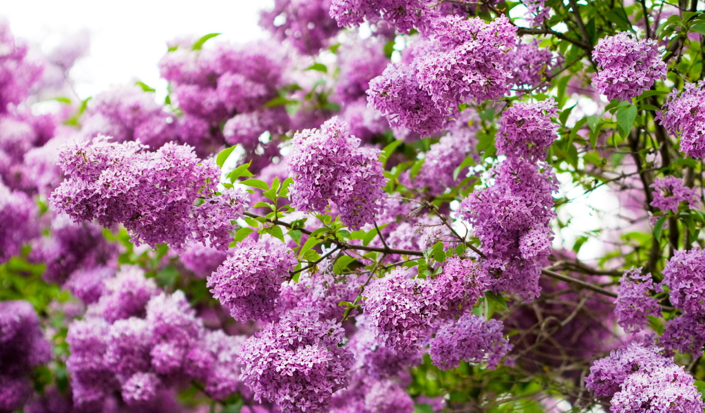 Ветки сирени