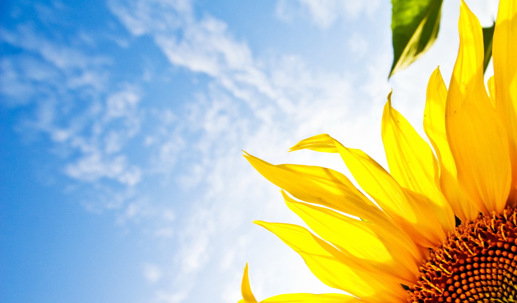 яркий Подсолнух