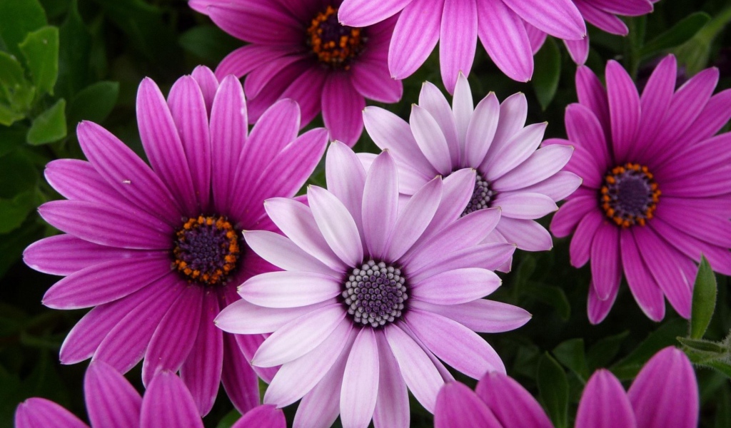 Яркие цветы