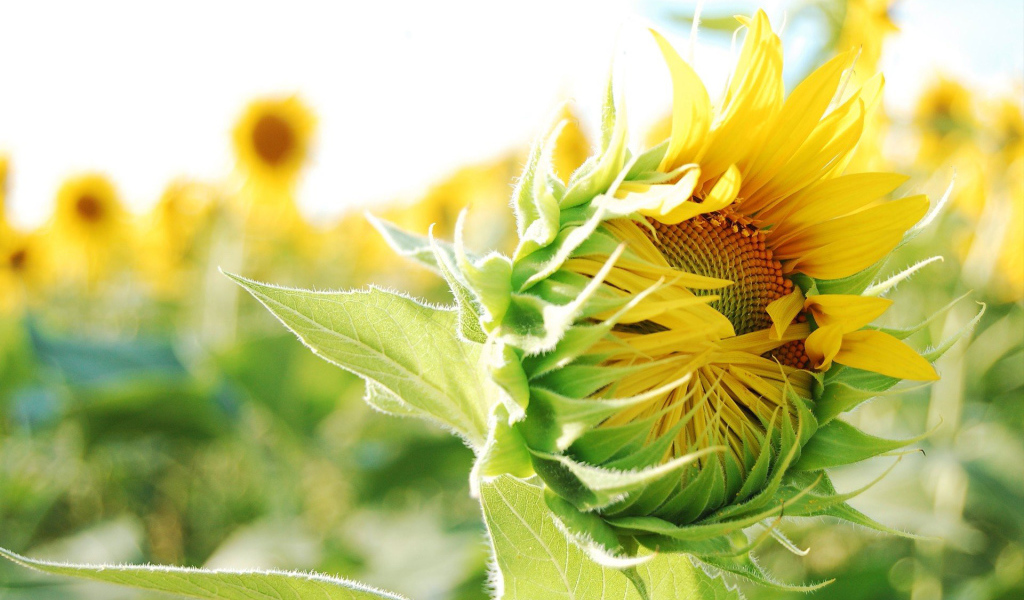 Распускающийся подсолнух