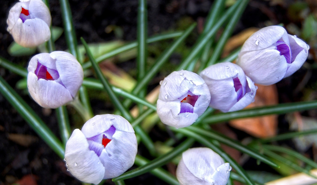 Бутоны шафрана