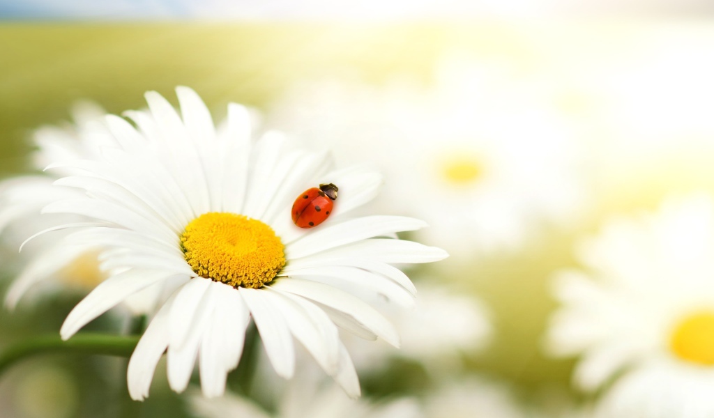 Ромашка и божья коровка