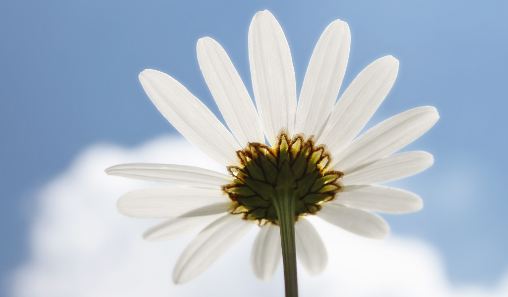 Ромашка в небе