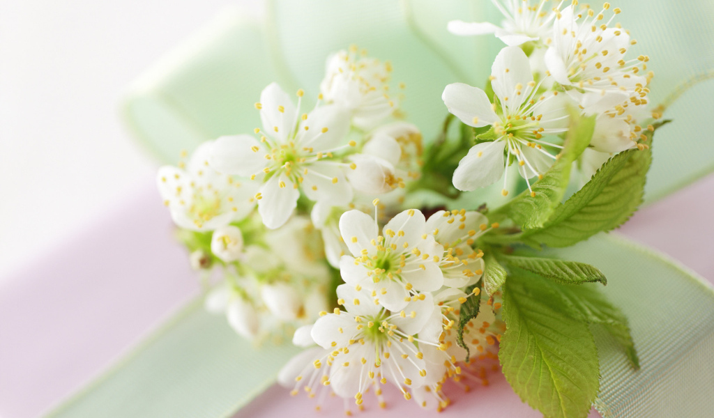 Вишневый цвет