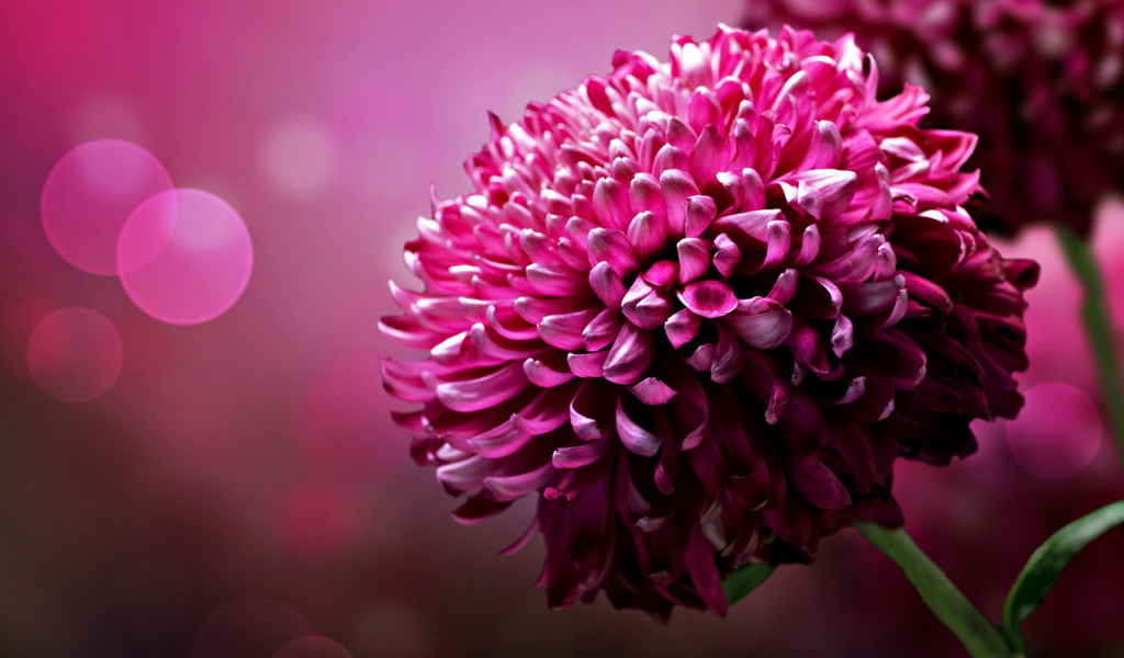 Хризантема