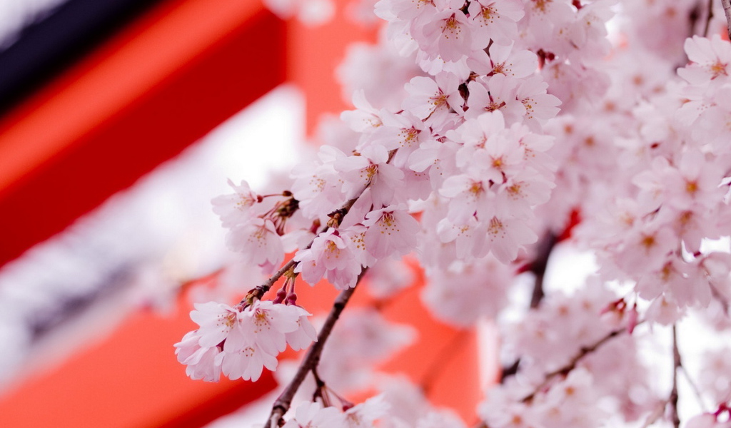 Цвет саккуры