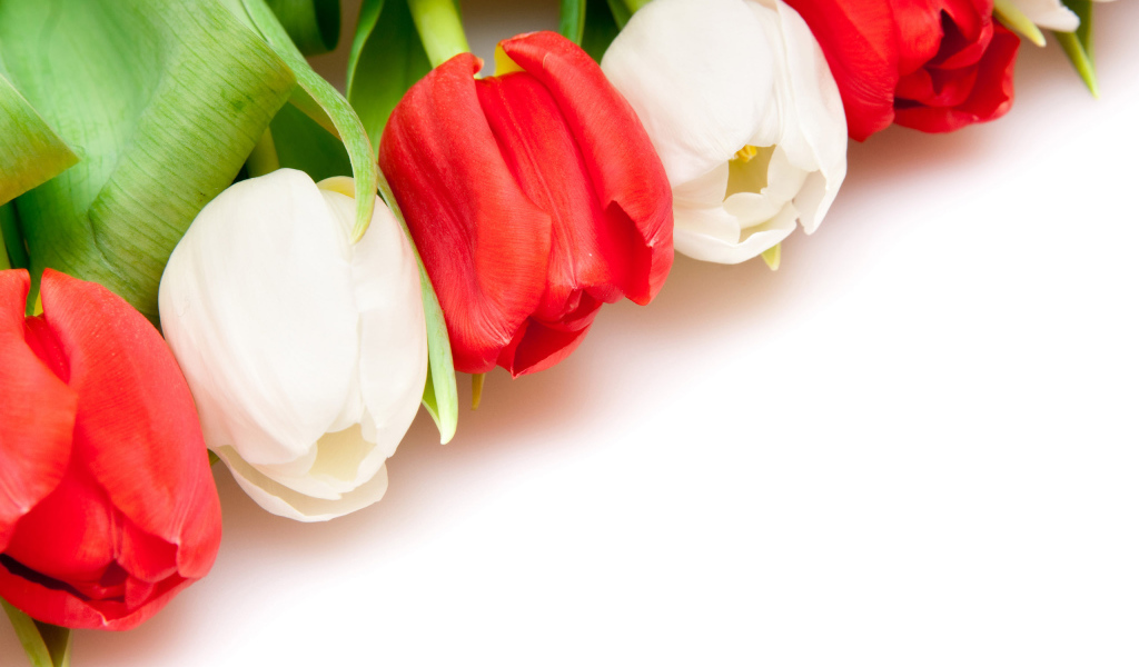 Разноцветные тюльпаны