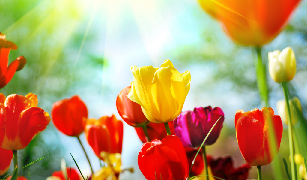 Разноцветные тюльпаны