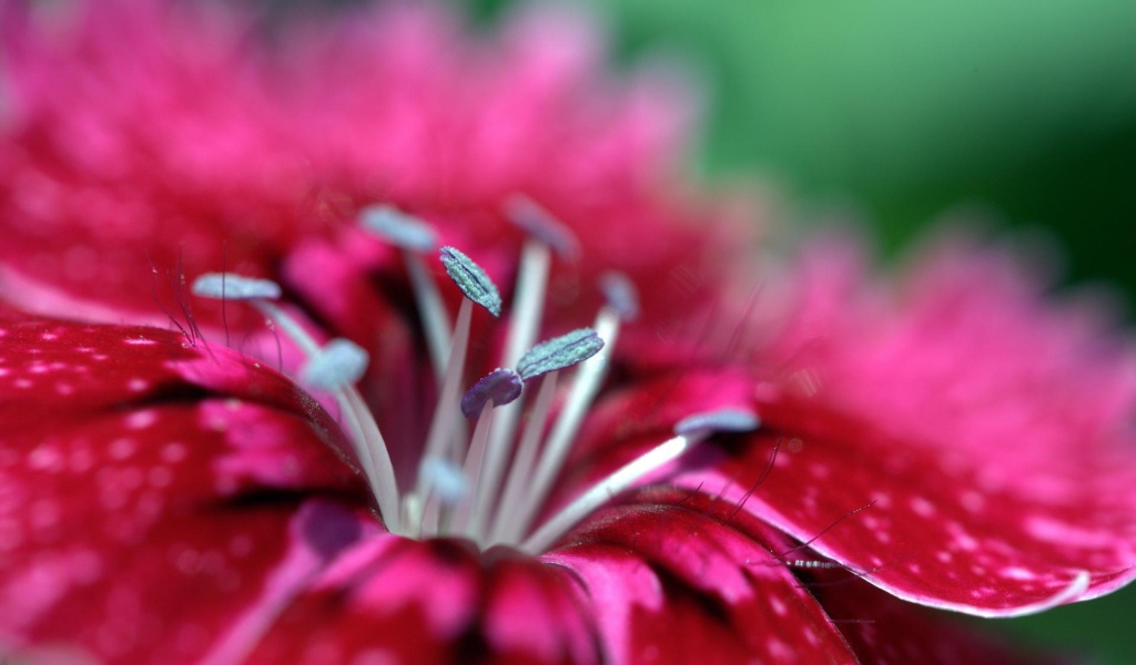 Малиновый цветок