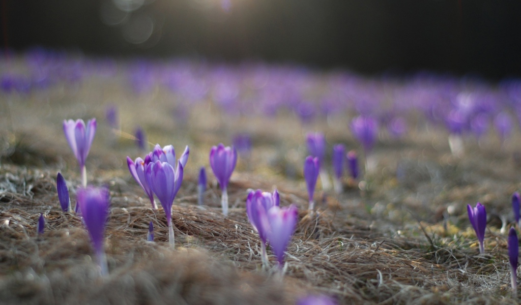 Расцветающие крокусы
