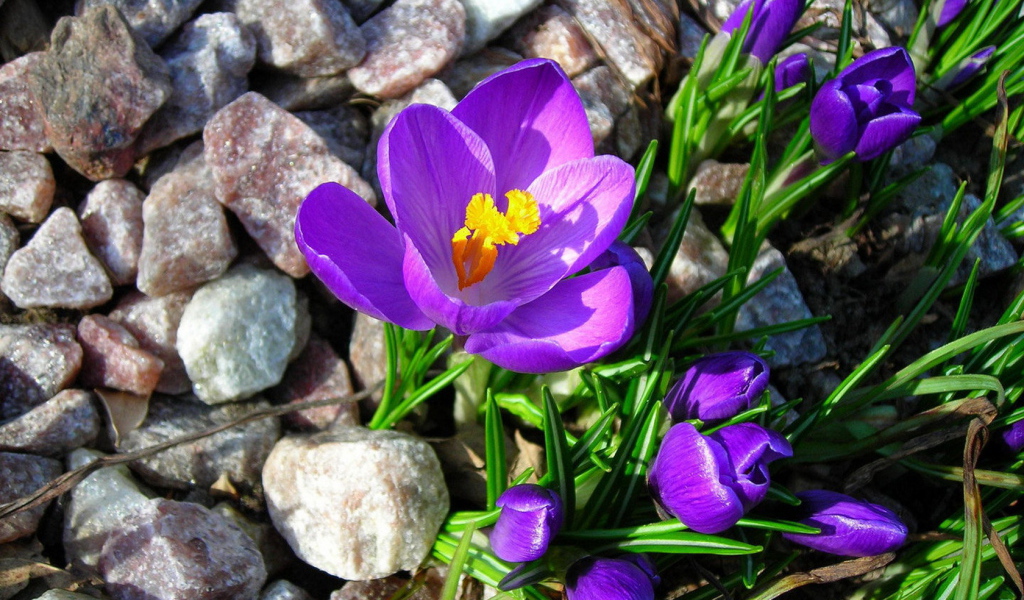 Крокусы на камнях