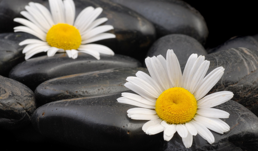 Ромашки среди камней