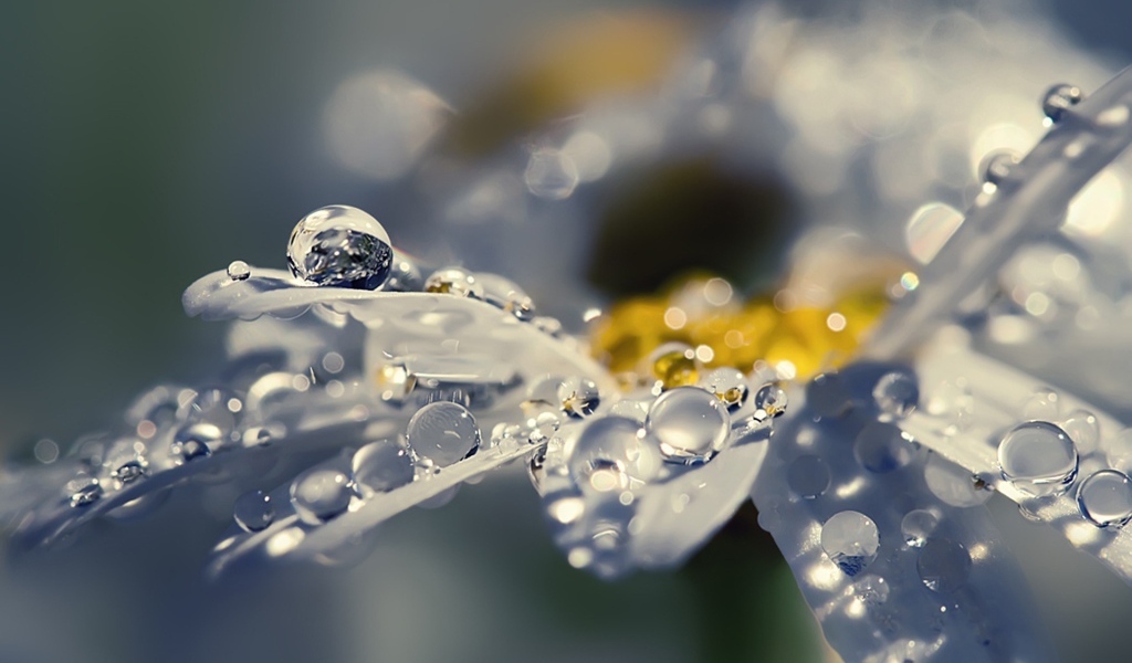 Капли на лепестках, макро