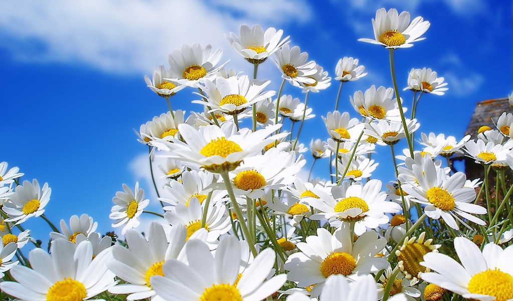 Семейка ромашек