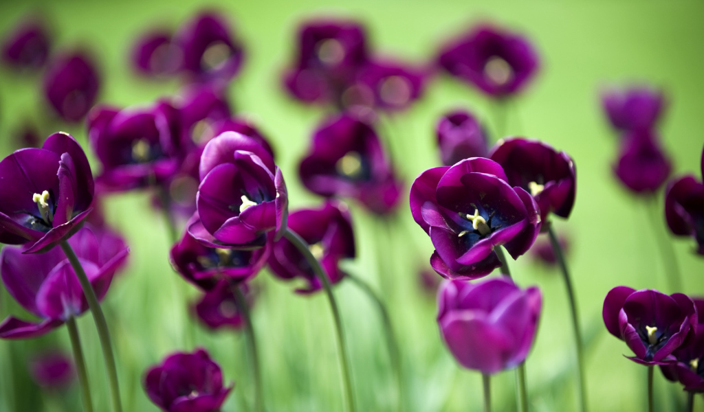 Поле тюльпанов