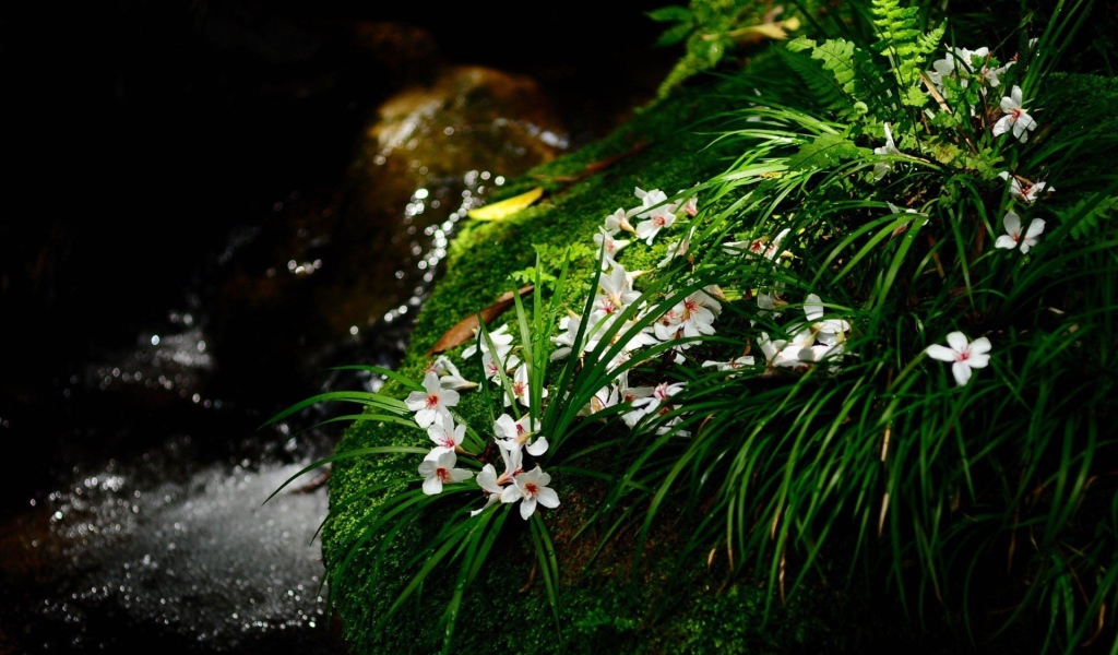 Цветочки у ручья