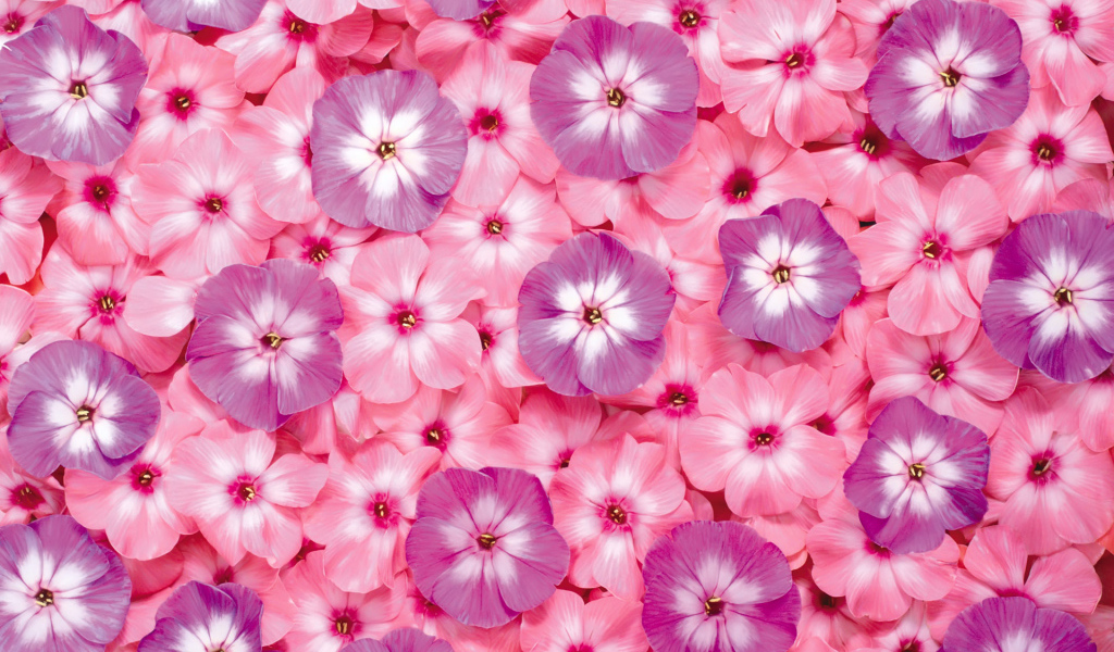 Цветочный ковер