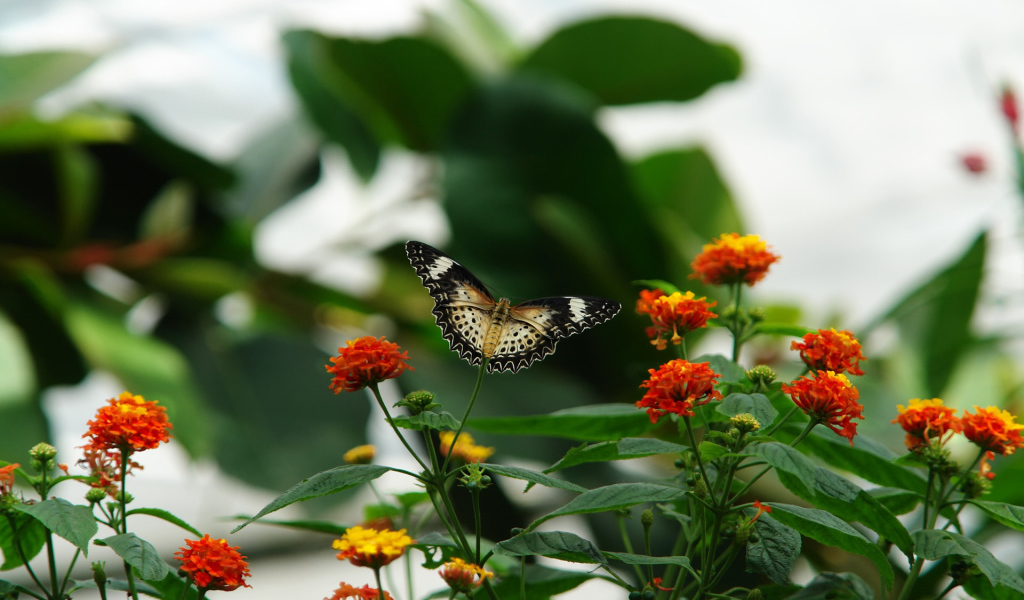 Цветочная клумба