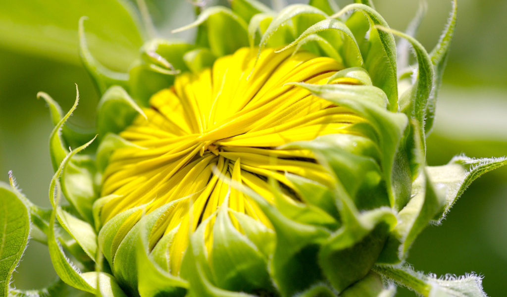 Бутон цветка, макро