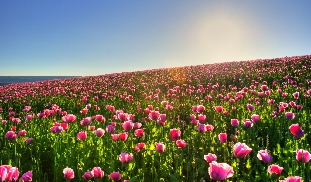 Цветочное поле