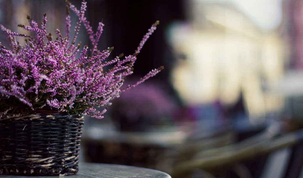 Цветы в корзинке