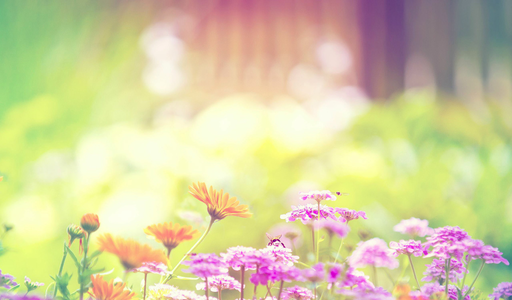 Цветы на клумбе