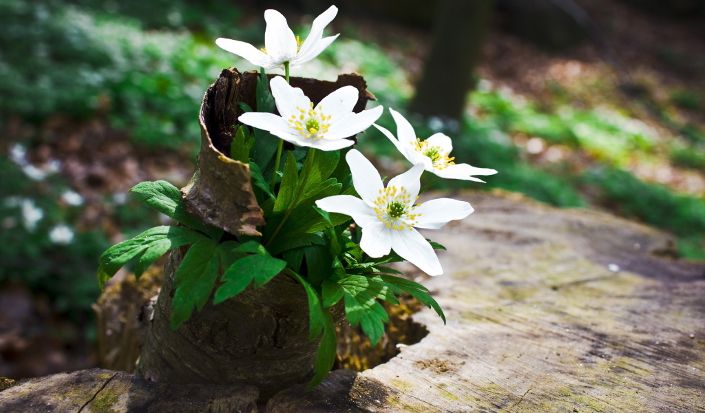 Цветы на пеньке