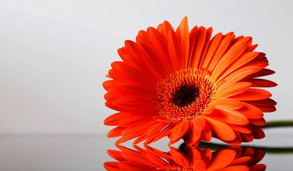 цветок Гербера