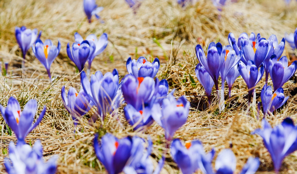 Поляна крокусов