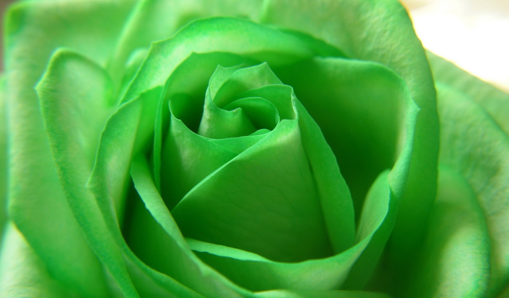 Зеленая роза