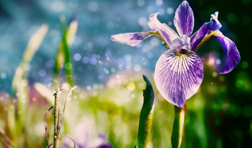 Ирисы
