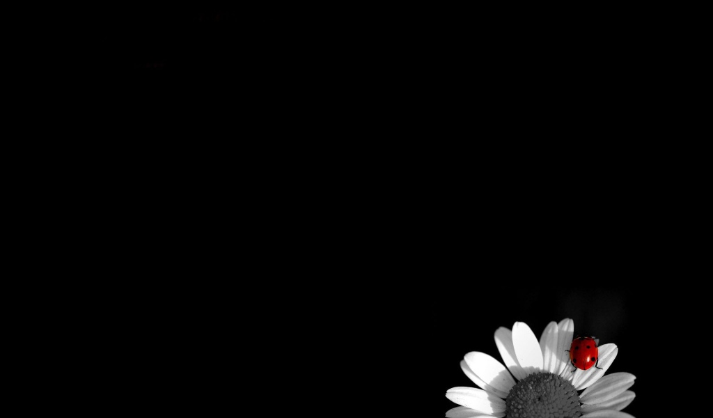 Божья коровка на ромашке