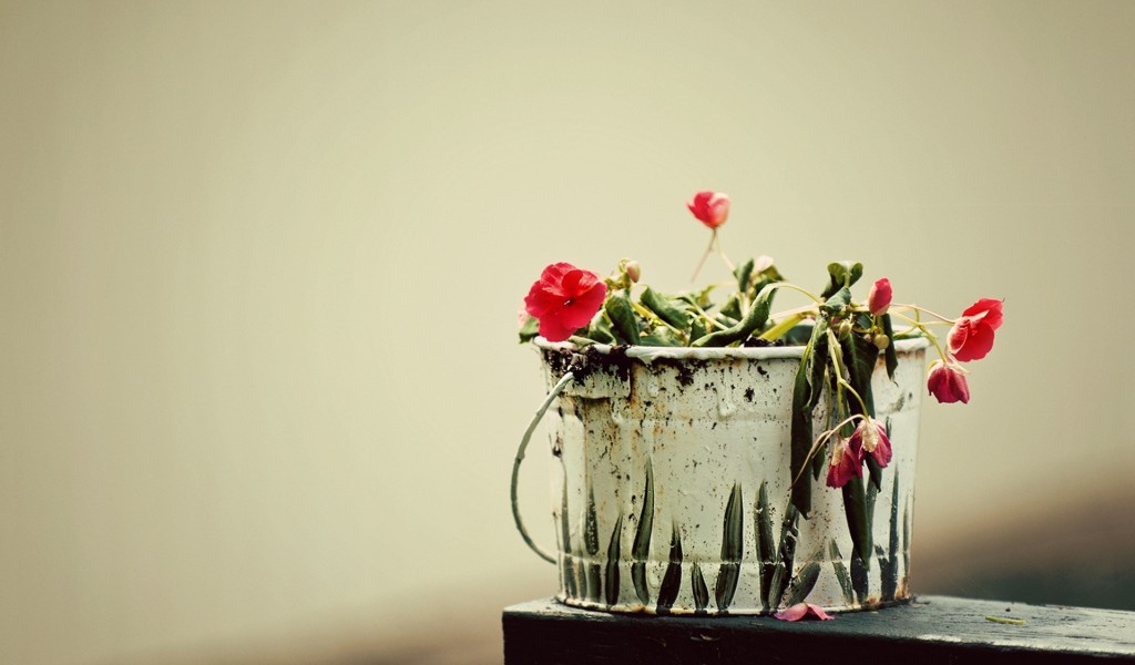 Вялые цветы