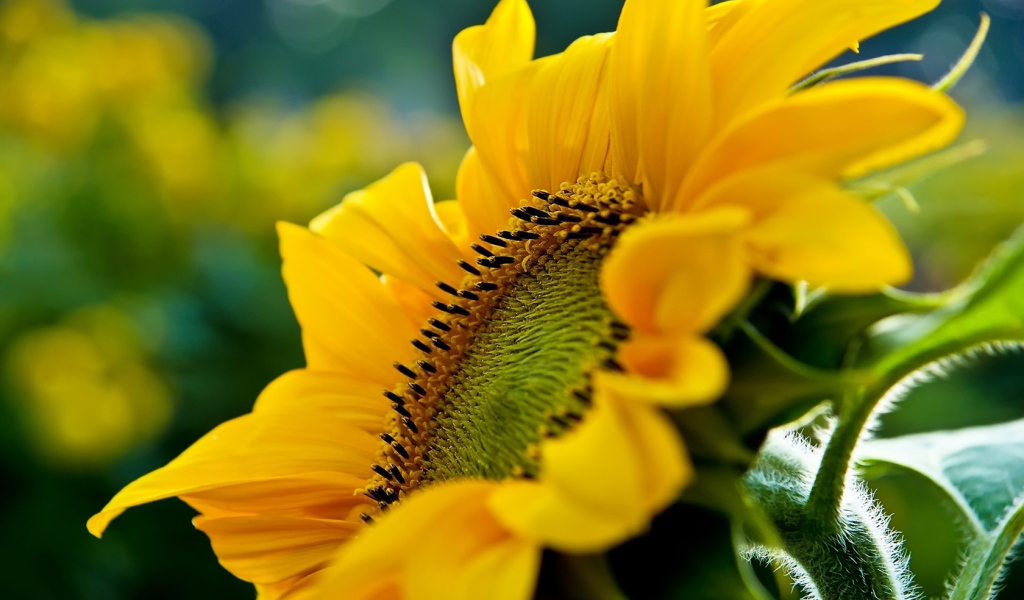 Большой подсолнух